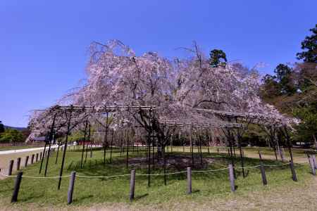 斎王桜