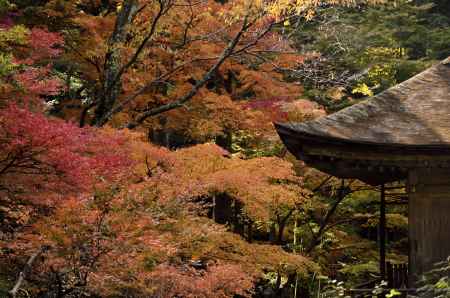 三千院の紅葉