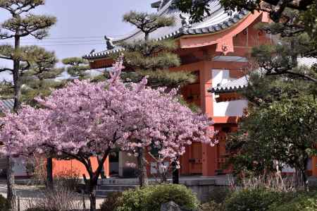 三十三間堂・河津桜