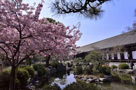 河津桜越しの三十三間堂