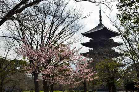 東寺・春到来