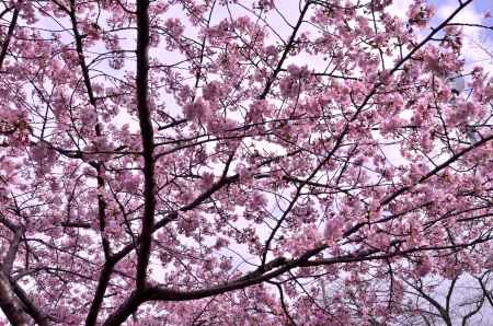 河津桜を見上げて