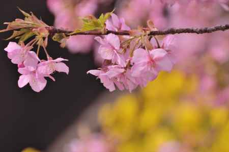 菜の花と河津桜