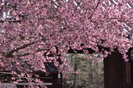 たわわな、おかめ桜