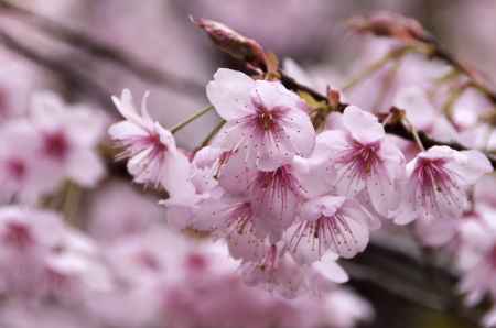 ふじ桜