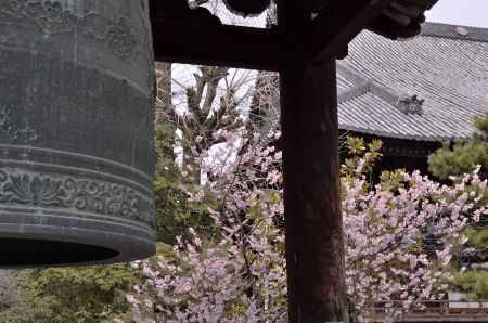 鐘堂とふじ桜