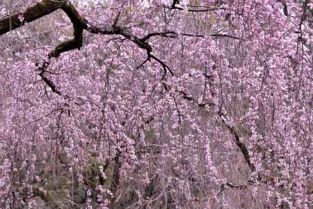 近衛邸跡・糸桜（２０１７-３）