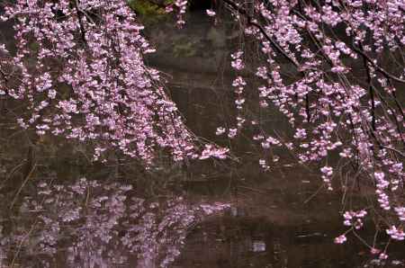 近衛邸跡・糸桜（２０１７-５）