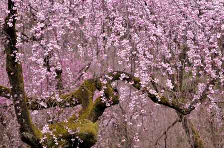 近衛邸跡・糸桜（２０１７-６）