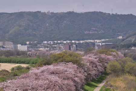 展望台から背割堤を