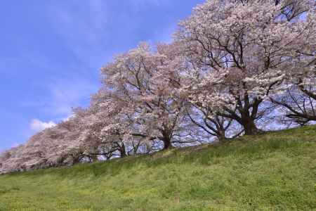 横から背割堤（２）