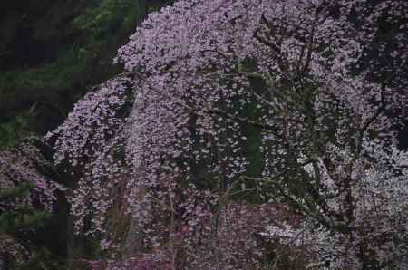 醍醐の桜（１）