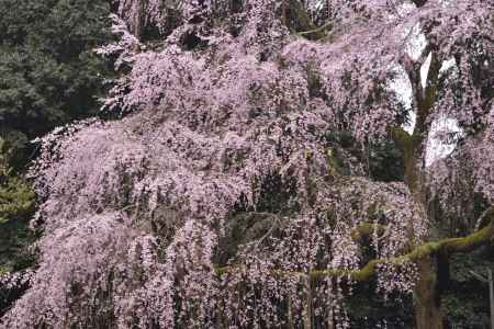 醍醐の桜（４）