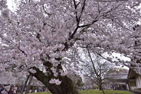 醍醐の桜（６）