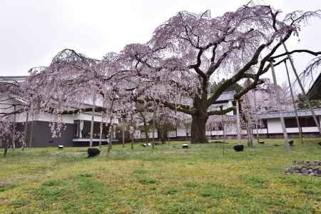 醍醐の桜（７）