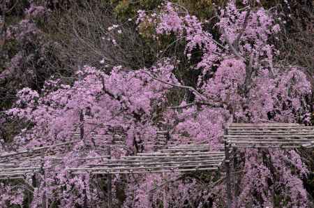 平安神宮神苑の桜（２）