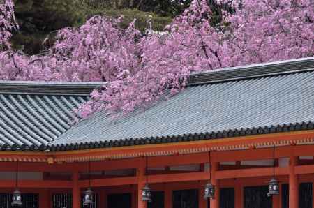 平安神宮神苑の桜（５）