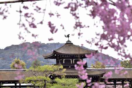 平安神宮神苑の桜（６）