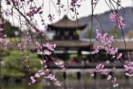 平安神宮神苑の桜（１０）