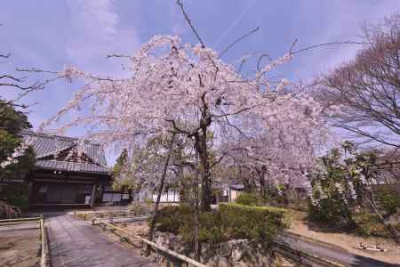 上品蓮台寺の桜（１）