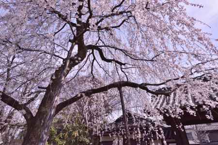 上品蓮台寺の桜（２）