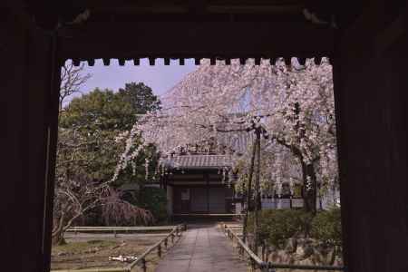 上品蓮台寺の桜（３）