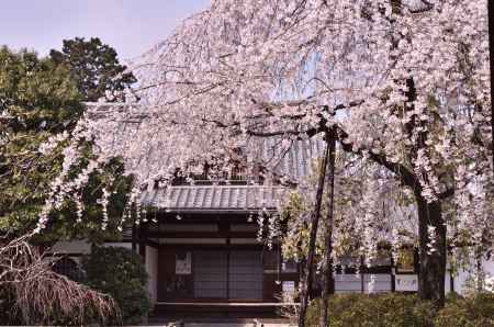 上品蓮台寺の桜（４）