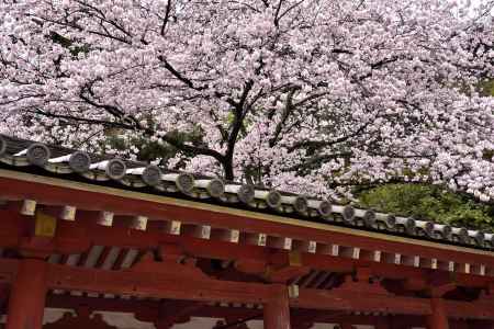 石清水八幡宮の桜（２）