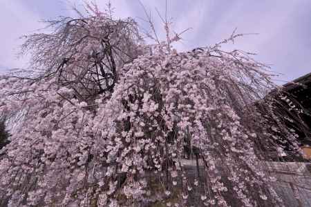 千本釈迦堂の阿亀さくら（３）