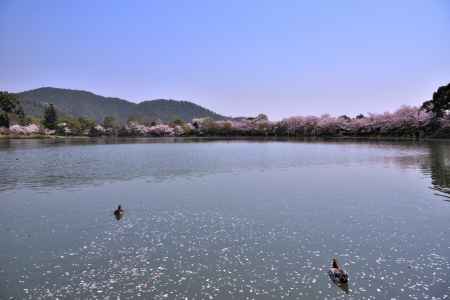 大沢池の桜（１）