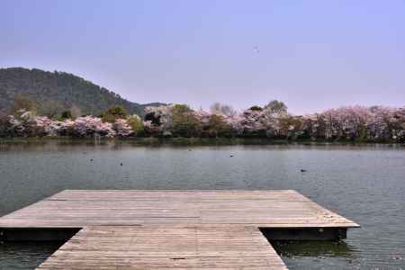 大沢池の桜（２）