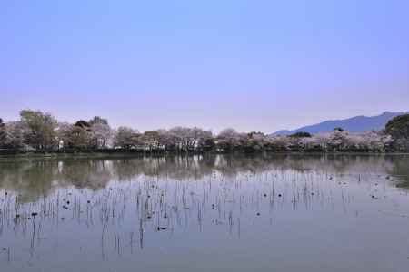 大沢池の桜（４）