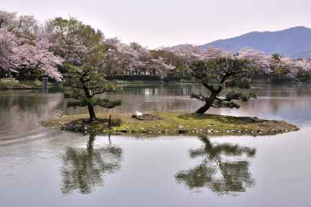 大沢池の桜（５）