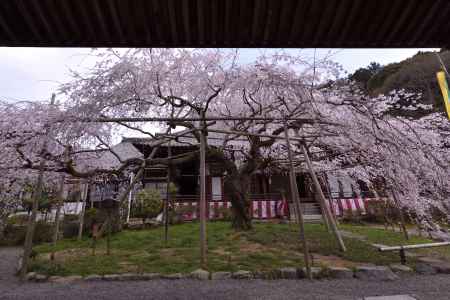 毘沙門堂の枝垂れ（３）