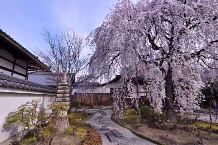 本満寺の大枝垂れ（２）