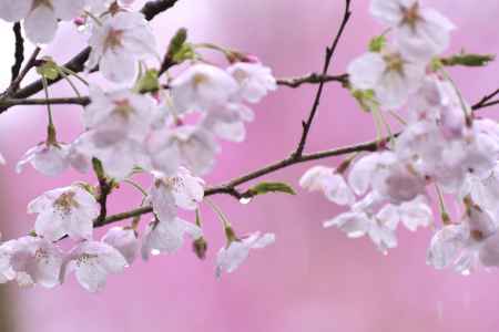 龍安寺の桜（１）