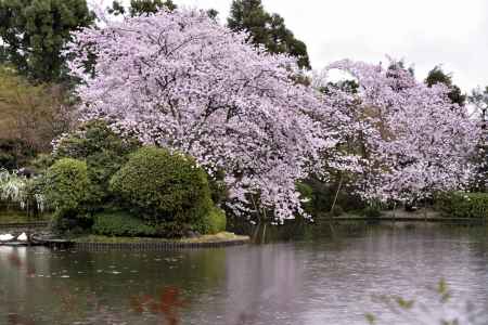 龍安寺の桜（２）