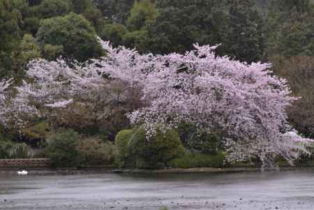 龍安寺の桜(5)