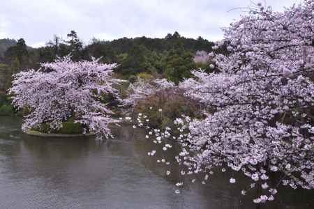 龍安寺の桜（７）