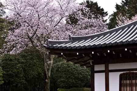 龍安寺の桜（９）