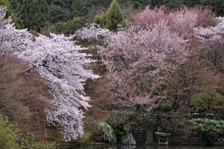 龍安寺の桜（１０）