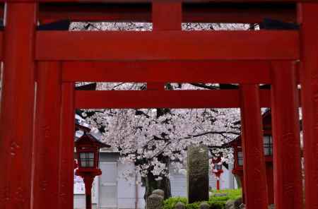 六孫王神社の桜（５）