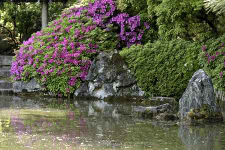 城南宮の躑躅（３）