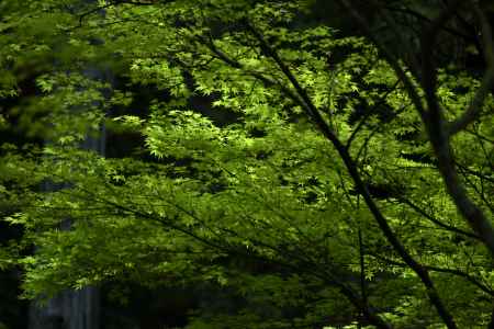 今熊野観音寺の新緑（３）