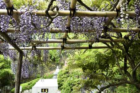 今熊野観音寺の藤（２）