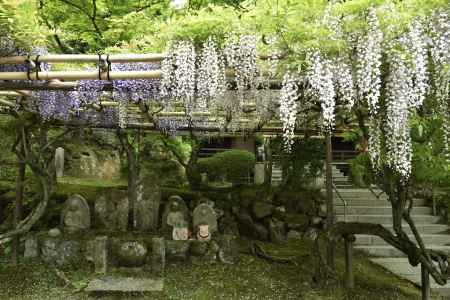 今熊野観音寺の藤（３）