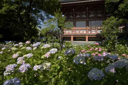 智積院の紫陽花（３）