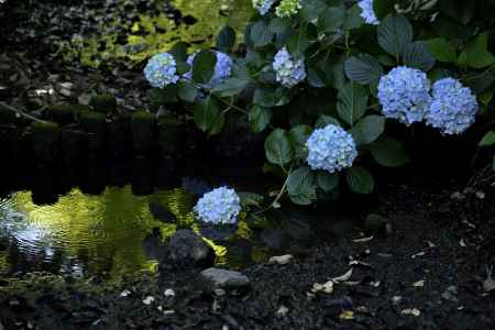 智積院の紫陽花（４）