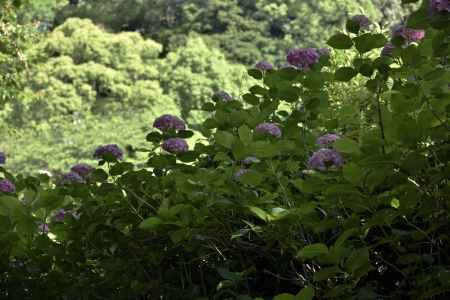 智積院の紫陽花（５）