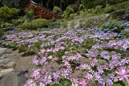 三室戸寺・紫陽花（１）